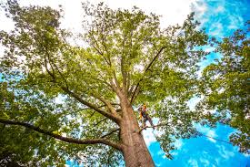 Best Firewood Processing and Delivery  in Kenhorst, PA