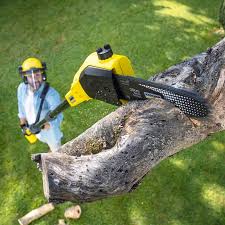  Kenhorst, PA Tree Care Pros