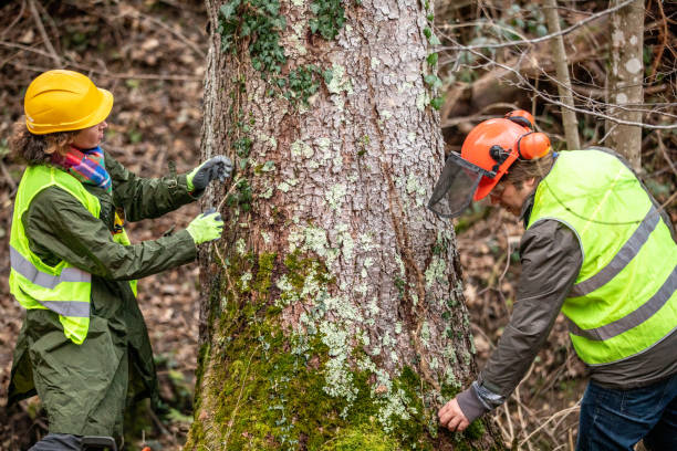 Best Emergency Tree Removal  in Kenhorst, PA