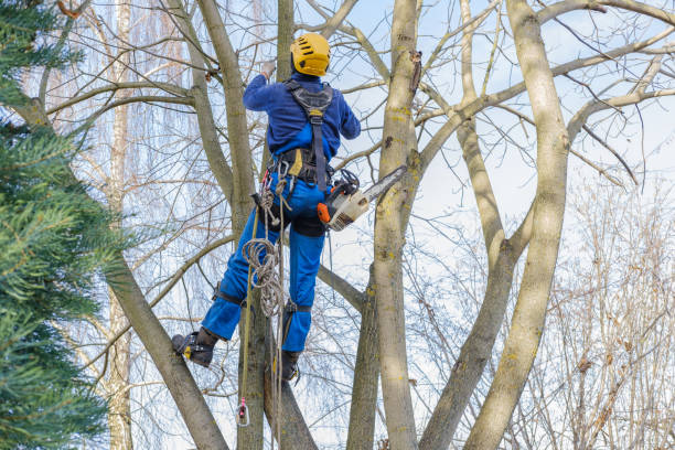 Best Arborist Consultation Services  in Kenhorst, PA