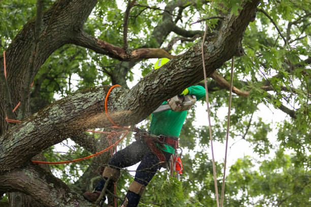 Best Root Management and Removal  in Kenhorst, PA