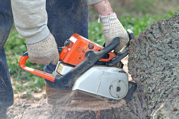 Best Tree Health Inspection  in Kenhorst, PA