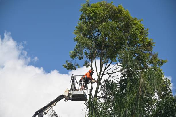 Best Aeration Services  in Kenhorst, PA