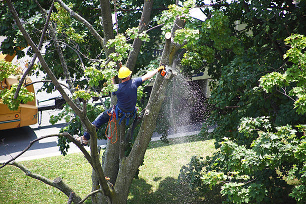 Best Tree Maintenance Programs  in Kenhorst, PA