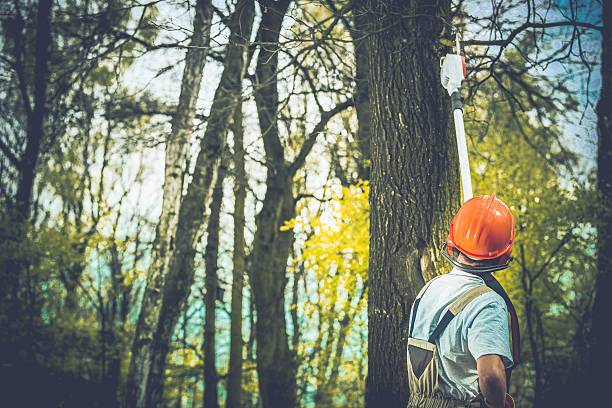 Best Tree and Shrub Care  in Kenhorst, PA