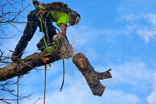 Best Root Management and Removal  in Kenhorst, PA