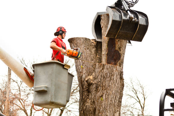 How Our Tree Care Process Works  in  Kenhorst, PA
