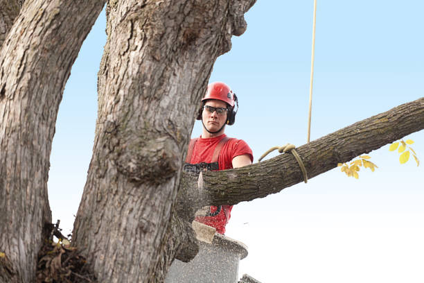 Trusted Kenhorst, PA Tree Care Experts